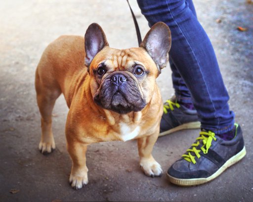 strong and healthy young french bulldog mail with the master walk in the park