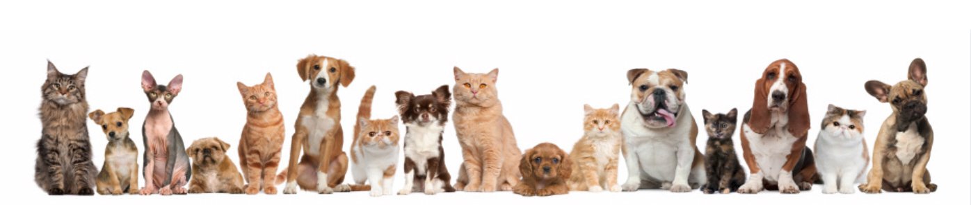 adorable group of curious cats and dogs look up while they stand, sit and lie on white background